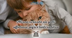 Alcune curiosità sui gatti: affettuosi, pigri e tanto vanitosi