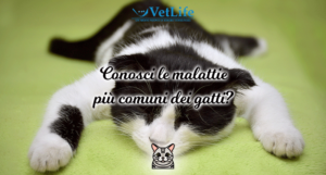 Conosci le malattie più comuni dei gatti?