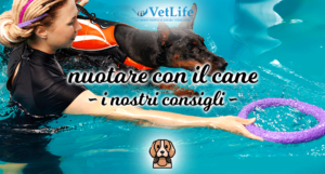 I nostri consigli su come nuotare con il cane in tutta sicurezza