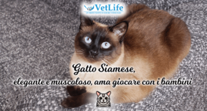 Gatto Siamese