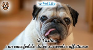 Carlino Rubrica Razze di cani Clinica Vetlife Cosenza