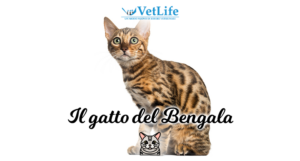 Il Gatto del Bengala