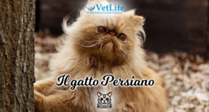 Gatto Persiano