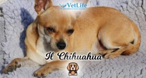 Chihuahua