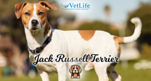 Jack Russell Terrier