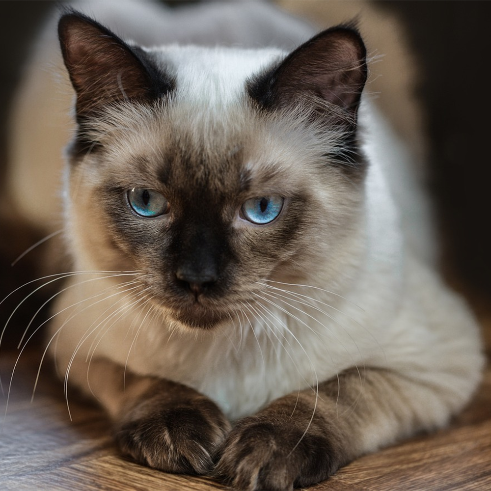 Ragdoll è il gatto dagli occhi azzurri, docile e affettuoso