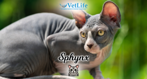 Il gatto Sphynx, unico e inimitabile