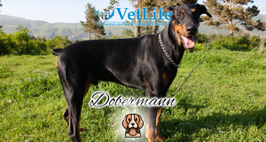 Dobermann