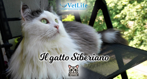 Gatto Siberiano
