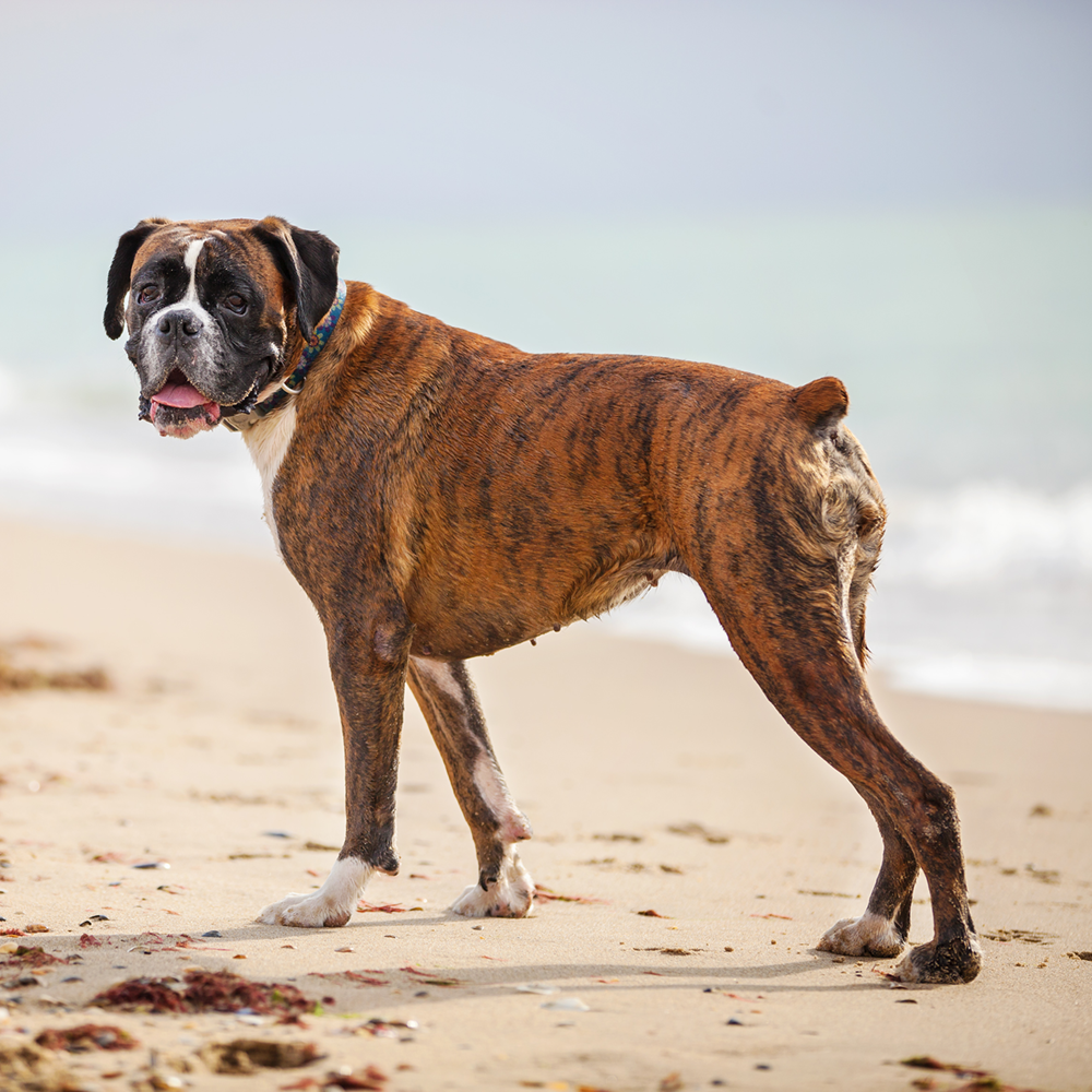 Boxer