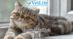 Exotic Shorthair