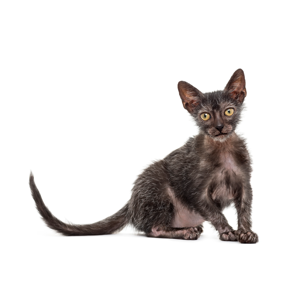 Lykoi - Gatto Lupo
