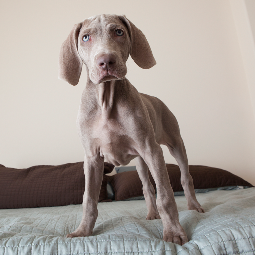 Weimaraner Clinica Vetlife Cosenza