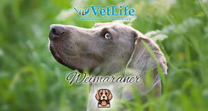 Weimaraner Clinica Vetlife Cosenza