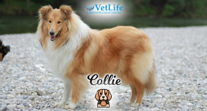 Collie
