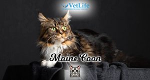 Maine Coon