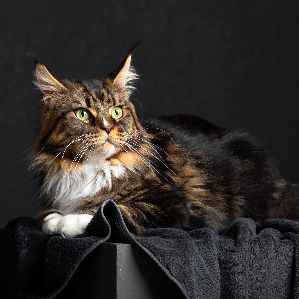 Maine Coon